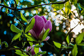 Flowers, Flower, Glare, Petals, Branch HD wallpaper