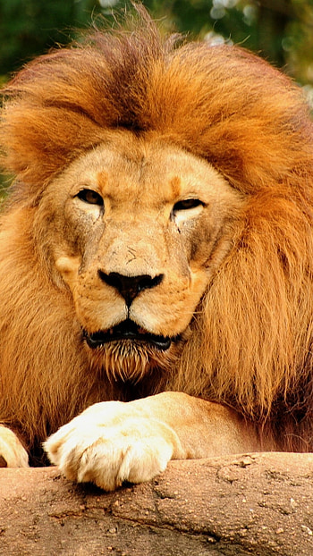Lion , Wooden Background HD phone wallpaper