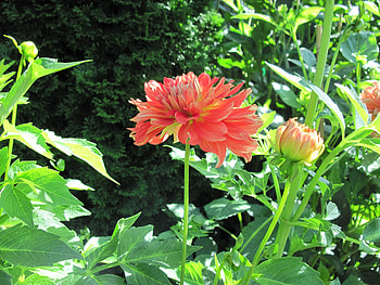 A fantastic day at Edmonton garden 14, leaves, graphy, green, Flowers, orange HD wallpaper