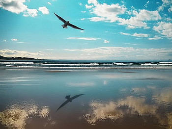 Mirror, sea, sky, nature, bird HD wallpaper