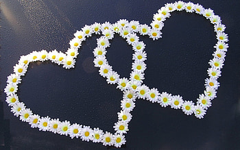 Daisy Love!, daisy, love, hearts, nature, flowers HD wallpaper