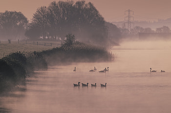 Early Morning Ducks, duck, birds HD wallpaper