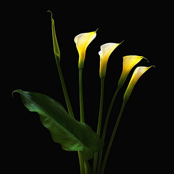 cala, elegant, light, yellow, flower HD wallpaper