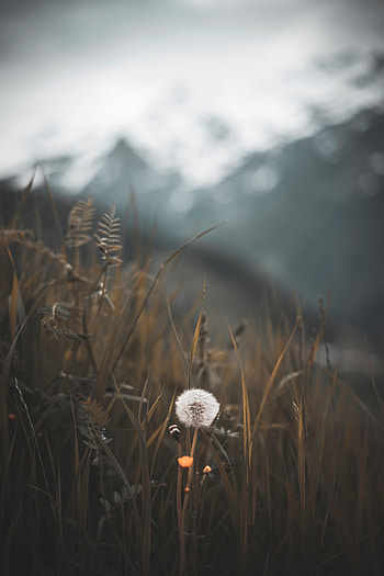 Nature, Grass, Plant, Blur, Smooth, Dandelion, Fluff, Fuzz HD phone wallpaper