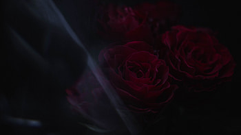 Red Roses Flowers Petals Dark Background Dark Background HD wallpaper