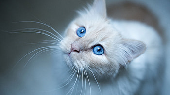 Burmese Cat Muzzle Blue HD wallpaper