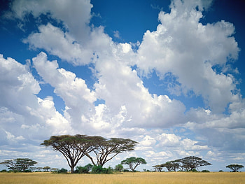 Landscape, Trees, Sky, Savanna HD wallpaper