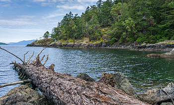 Nature, Rivers, Trees, Rocks, Shore, Bank HD wallpaper