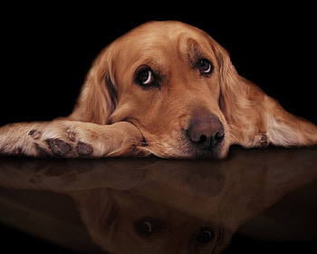 Sad dog, dog, sweet, puppy, pet HD wallpaper