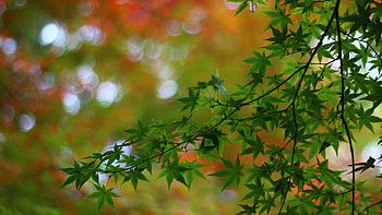 Maple tree branches, Leaves macro blur, High definition fullscreen HD wallpaper