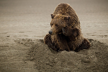 Animals, Sand, Sit, Wet, Bear HD wallpaper