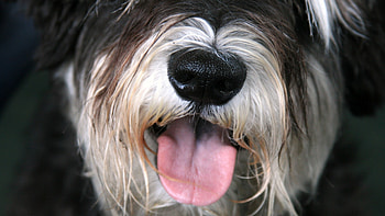 dog, face, furry, tongue HD wallpaper