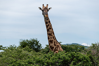 Animals, Trees, Wildlife, Animal, Giraffe HD wallpaper