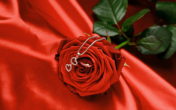 Red rose, rose, neacklace, red, flower HD wallpaper