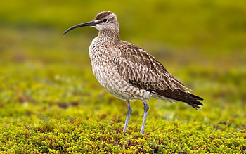 Animals, Bird, Snipe, Bekas, Medium Curlew, Medium Kronschnep HD wallpaper