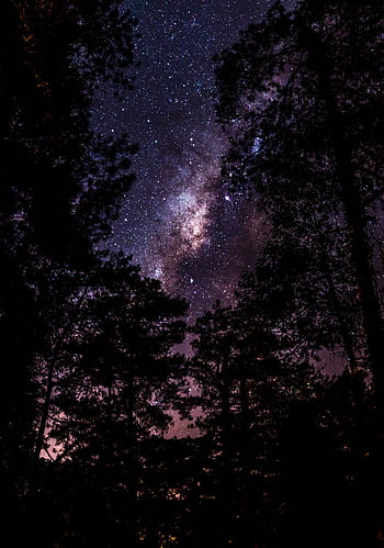 Breathtaking view of a star-filled night sky with forest silhouettes, creating a serene and mystical atmosphere. HD phone wallpaper
