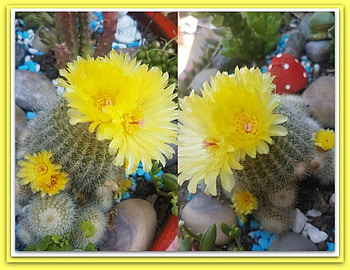 CACTUS FLOWERS, FLOWERS, NATURE, CACTUS HD wallpaper