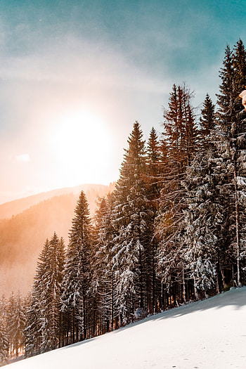 Winter, Nature, Trees, Sky, Snow, Slope, Sunlight HD phone wallpaper