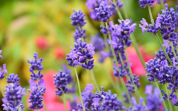 Lavender, purple, flowers, macro HD wallpaper