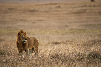 Animals, Grass, Lion, Predator, Big Cat, Mane HD wallpaper