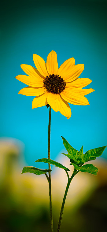 Sunflower, sky, close-up HD phone wallpaper