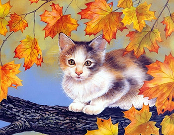 Kitty, cute, autumn, kitten, leaves HD wallpaper