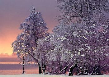 Frozen beauty, winter, frost, snow, cold beauty, trees, hazy pink sky HD wallpaper
