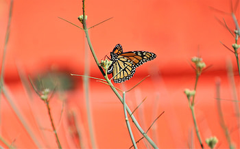 Animals, Pattern, Branches, Butterfly, Wings HD wallpaper