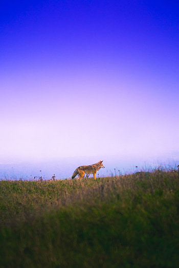 Animals, Grass, Sky, Fox, Stroll HD phone wallpaper