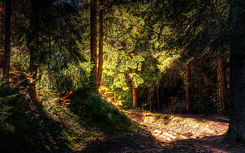 Landscape, Trees HD wallpaper