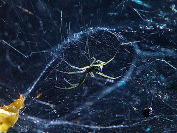 Web, Macro, Blur, Smooth, Insect, Spider HD wallpaper