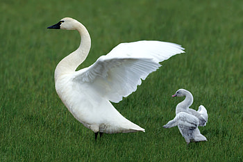 Like Mother, Like Daughter Geese, birds, nature, geese, animals, outdoors HD wallpaper