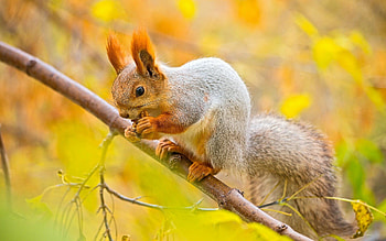 Top squirrel , Nature's beauty, Wildlife graphy, Beautiful animals HD wallpaper