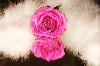 The Gift, pink, roses, gifts, beautiful, flowers HD wallpaper