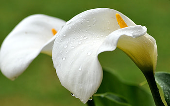Calla Lily, Gorgeous , Stunning floral, Botanical beauty HD wallpaper
