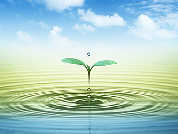 Two leaves , leaves, green HD wallpaper