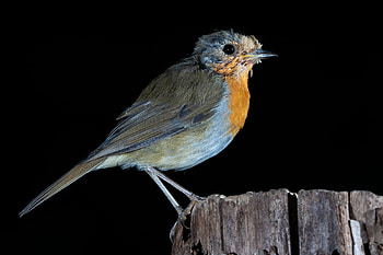 Animal, bird HD wallpaper