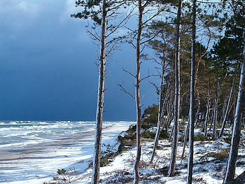 Landscape, Trees HD wallpaper