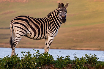 Budget Tanzania safari, Tarangire to Serengeti HD wallpaper