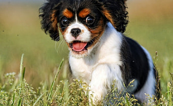 Dog, sweet, pay, dogs, puppies, cute, beautiful, beauty, playful, playful dog, puppy, dog face, pretty, animals, face, bubbles, lovely HD wallpaper