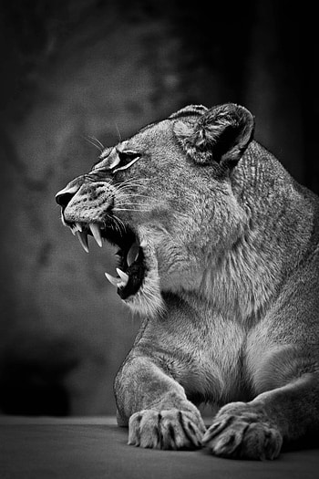 Animals, Grin, Lion, Predator, Big Cat, Lioness, Bw, Chb HD phone wallpaper