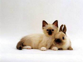 animal-cameleons, cool HD wallpaper