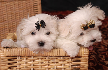 Animals, Couple, Pair, Bow, Basket, Maltese, Maltese Bolognese HD wallpaper
