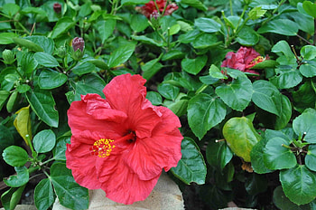 Flowers, Leaves, Flowering, Bloom, Greens, Buds, Hibiscus HD wallpaper
