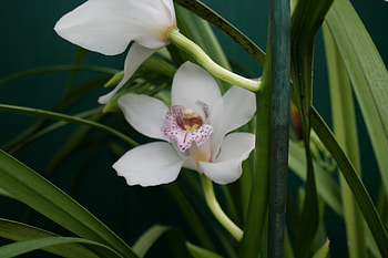 A great day to visit Edmonton Pyramids 09, Green, white, graphy, Flowers, garden, Orchids HD wallpaper