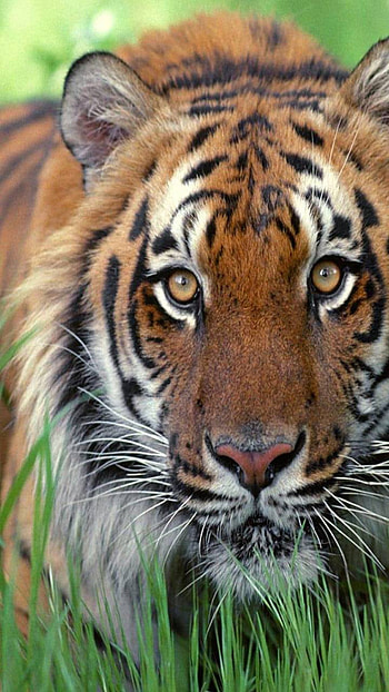 Animal, tiger HD phone wallpaper