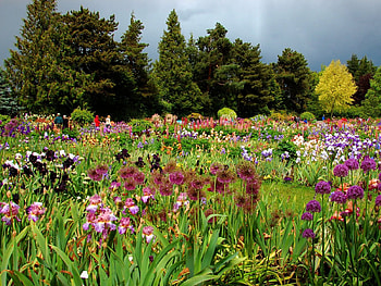 daydreaming, garden, nature, flowers, vivid HD wallpaper