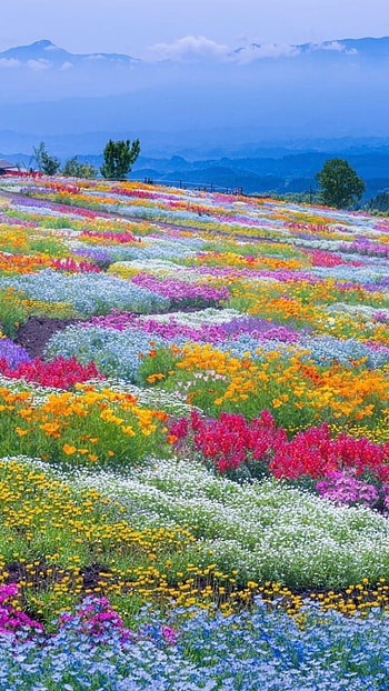 Flower, Garden HD phone wallpaper