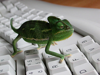 Animals, Chameleons, Lizards HD wallpaper