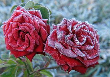 Frozen roses, autumn, flowers, frost, roses HD wallpaper